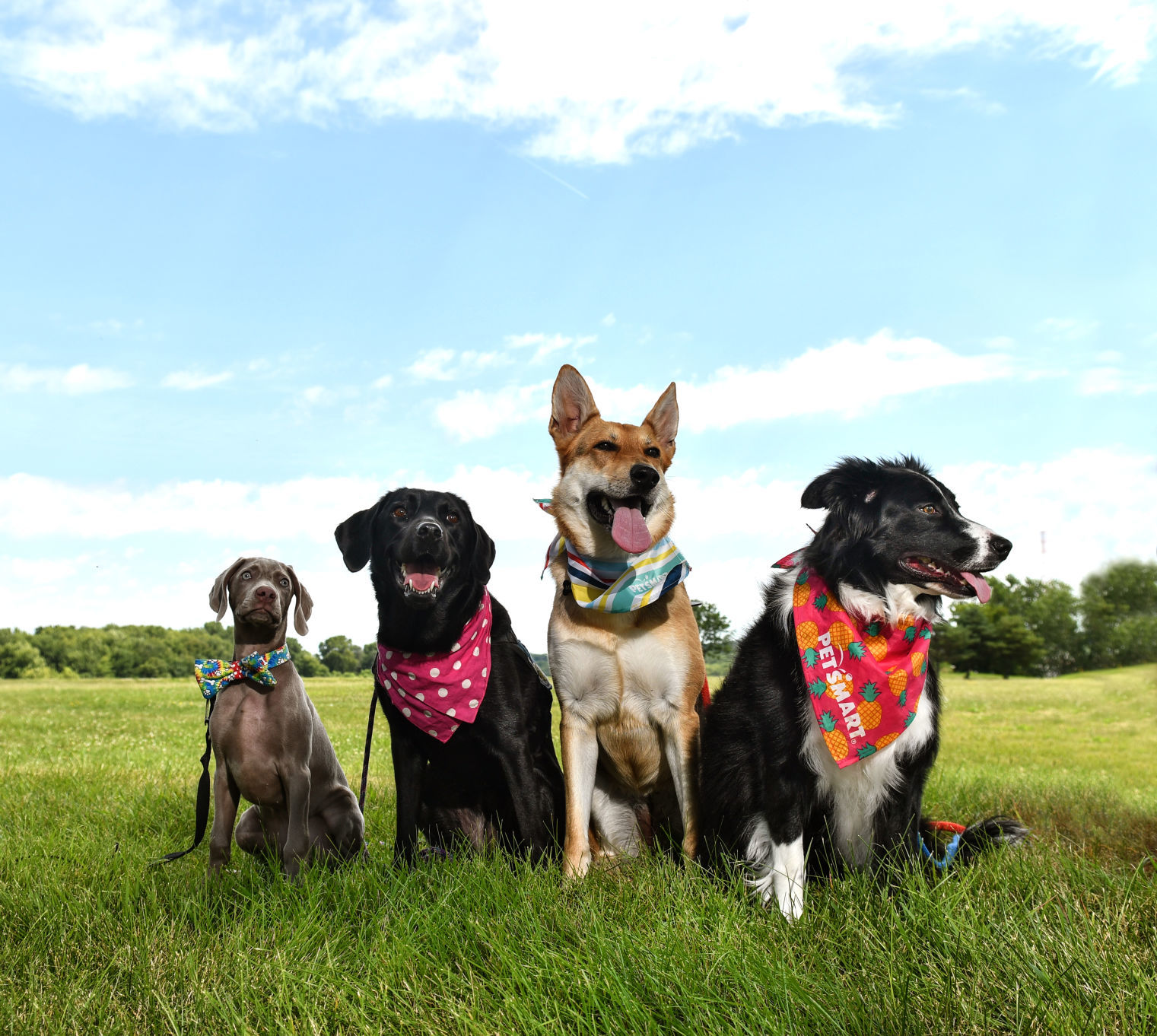 2018 Pets of the Year